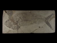 藏品(硬骨魚)的圖片